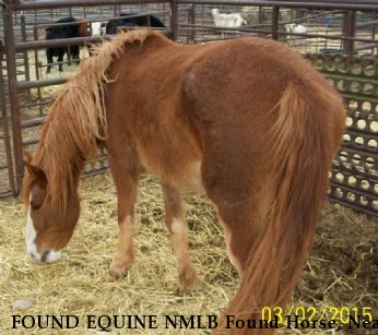 FOUND EQUINE NMLB Found Horse, Near Albuquerque, NM, 87108